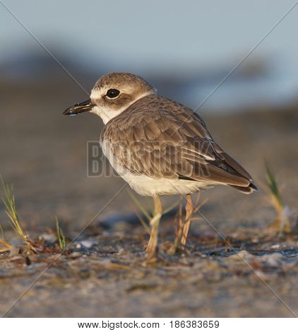 Wilson's Plover