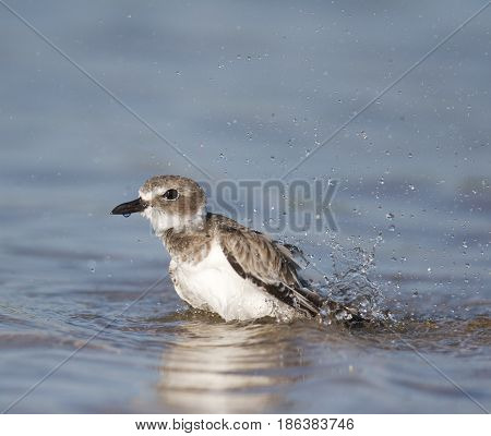 Wilson's Plover, Charadrius Wilsonia