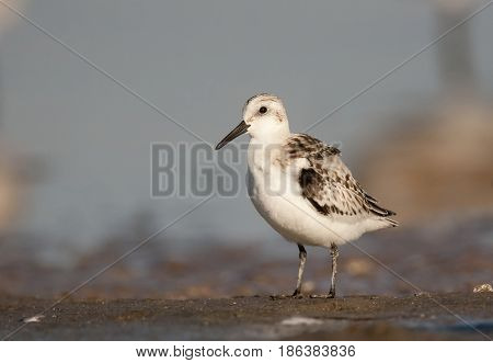 Sanderling