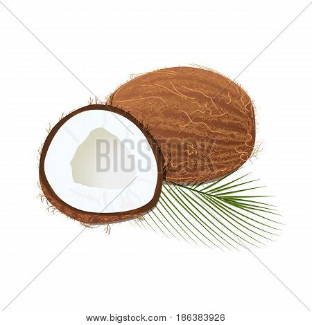 Ripe juicy coconut with leaf isolated on white. Whole, slices. Close up. vector illustration. for cooking, cosmetics, perfume, ointment. Herbal medicine, health care ointments perfumery label tag