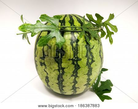 Authentic Crown on a Fresh Summer Watermelon