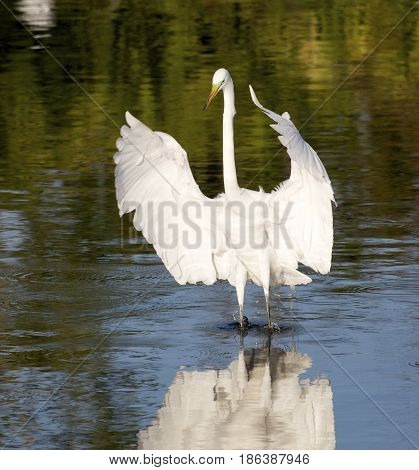 Great Egret, Ardea Alba
