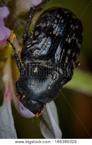Scarabaeidae Cetoniine Small Flower Eating Bug Macro
