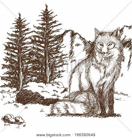wolf wildlife animal image is hand drawn. pencil sketch of wolf landscape vector illustration