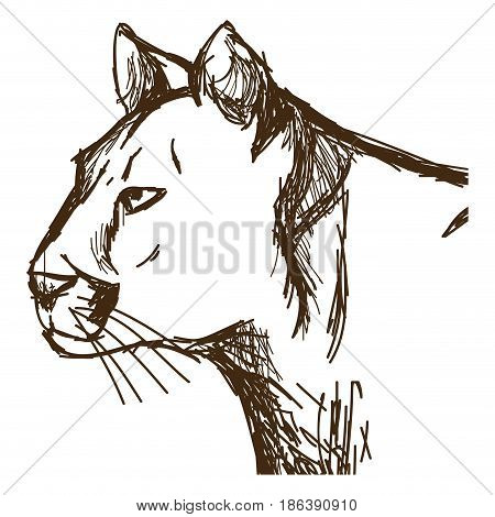 hand drawn cougar or mountain lion. portrait animal sketch wildlife vector illustration