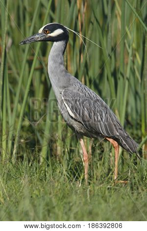 A Yellow Crowned Night Heron walks among tall grass in a wetlands in Florida