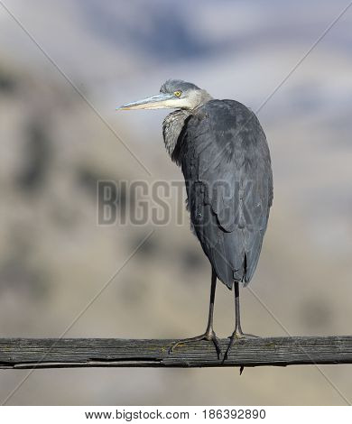 Great blue heron on gray wooden rail