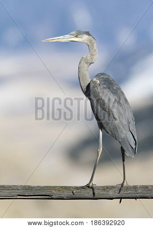 Great blue heron on gray wooden rail