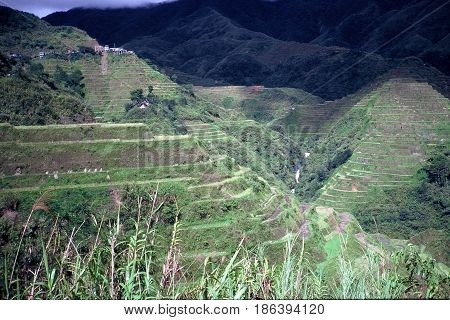 Rice is cultivated in the ancient rice terraces, carved into the mountains, near the city of Banaue, Ifugao Province, in the Philippines.