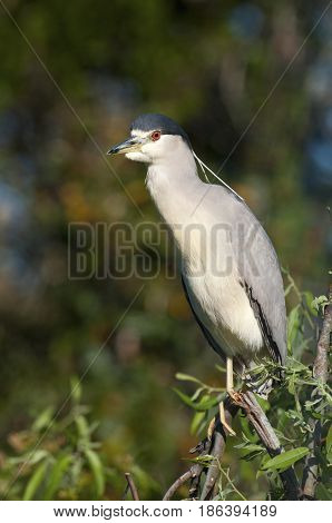 Adult Yellow-crowned Night Heron, Nyctanassa Violacea