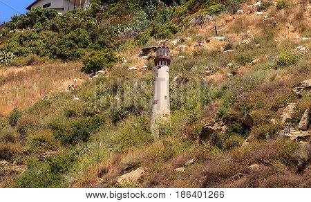 Goats cluster along a hillside with homes and a tower in Laguna Beach as a means of land maintenance and eating away wild brush that could lead to wild fires.