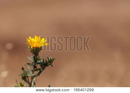 Yellow telegraph flower Heterotheca grandiflora blooms in the wilderness of Laguna Beach California in spring.
