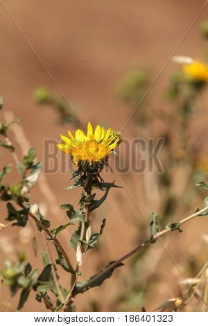 Yellow telegraph flower Heterotheca grandiflora blooms in the wilderness of Laguna Beach California in spring.