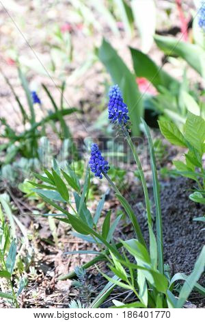 Muscari Or Mouse Hyacinth (muscari Neglectum)