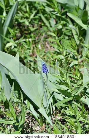 Muscari Or Mouse Hyacinth (muscari Neglectum)