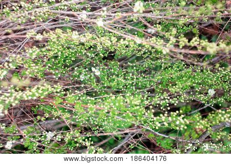 Interlacing of green and white bush on a brown background