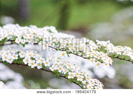 Two twigs of white bush on a green background