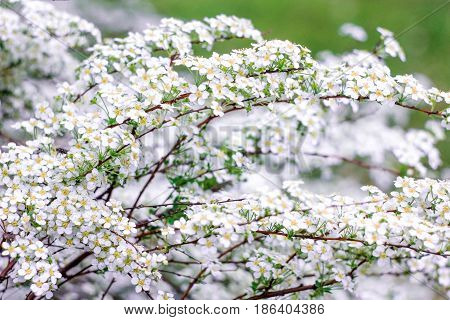 sprigs of white shrub Spirea on a green background