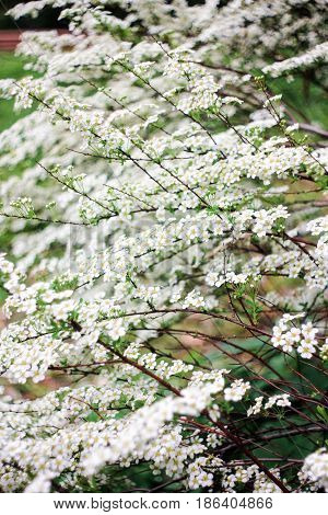 White inflorescence of the spiraea bush on a green background