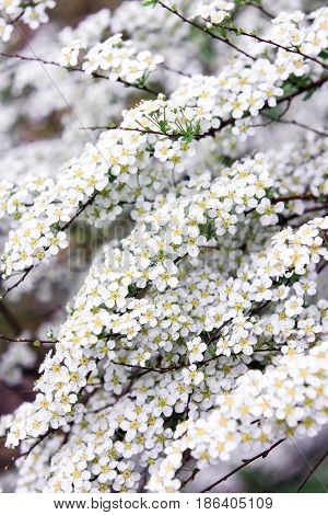 Bush white spirea on a green background