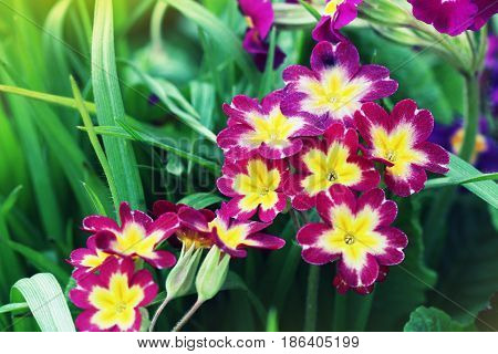 Perennial primrose or primula in the spring garden. Spring primroses flowers, primula polyanthus. The beautiful pink colors primrose flowers garden.