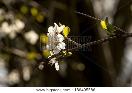 Spring brings the branches of the trees to flowering. Small delicate white flowers in the spring sun