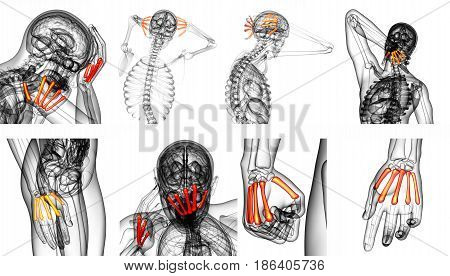3D Rendering Medical Illustration Of The Metacarpal Bone
