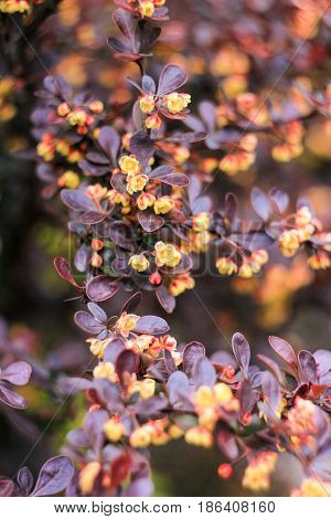 Bush with brown leaves and yellow flowers on a brown background