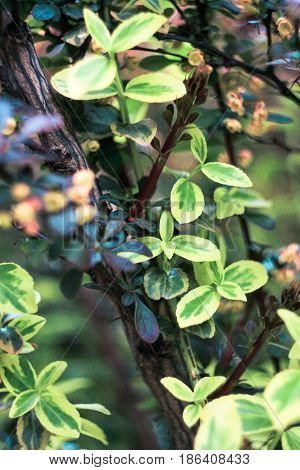 Bush with dark and light green leaves on a dark background
