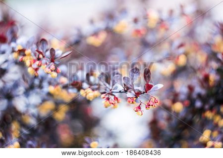 Twig Barberry Tunberg 