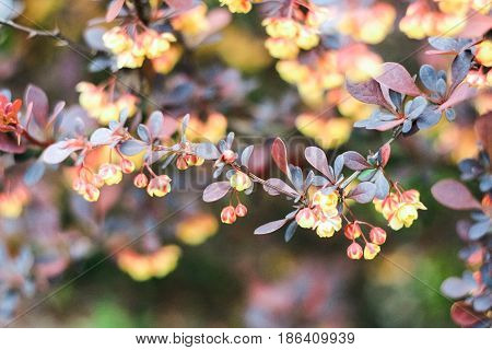 Bush with yellow, brown and burgundy leaves on a brown background