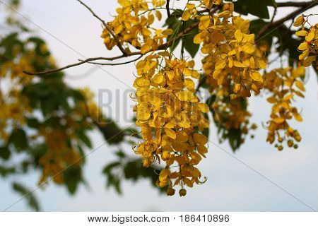 Cassia fistula or Dok koon, this beautiful yellow flower is the national flower of Thailand.