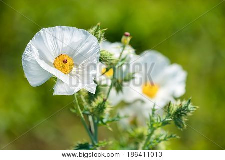 White Prickly Poppy (Argemone albiflora) wildflowers blooming in spring