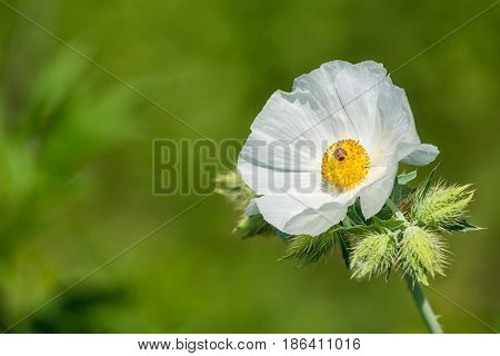 White Prickly Poppy (Argemone albiflora) wildflower blooming in spring. Natural green background with copy space.