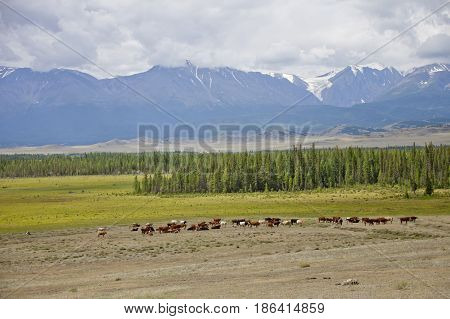 Herd Of Cows On Pasture. Kurai Steppe Landscape. Altai, Russia