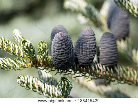 Cones of Korean Fir - Abies koreana