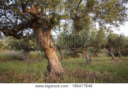 very old olive trees in warm late sunlight on greek peloponnese near stoupa