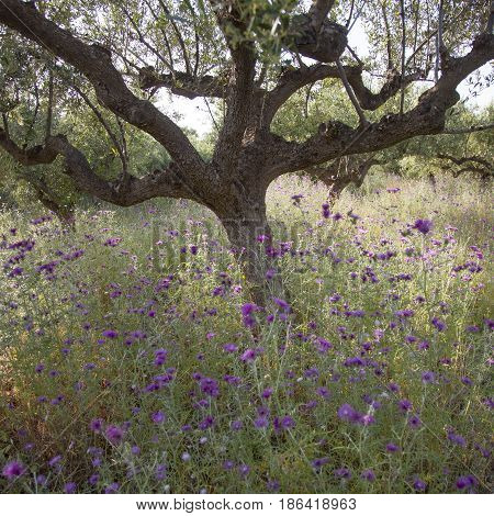 olive trees and purple thistle flowers near stoupa in mani on greek peloponnese under blue sky in spring