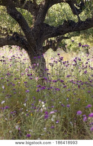 olive trees and purple thistle flowers near stoupa in mani on greek peloponnese in backlight