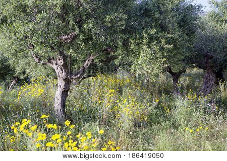 olive trees and yellow flowers near stoupa in mani on greek peloponnese under blue sky in spring