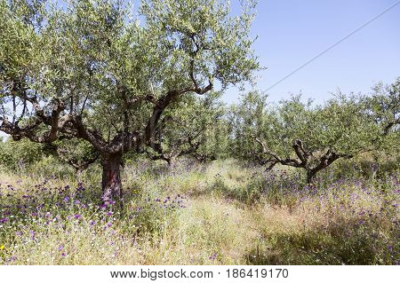olive trees and purple thistle flowers near stoupa in mani on greek peloponnese under blue sky in spring