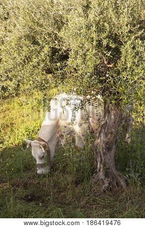 white cow grazes under olive tree with blue sea in the background in Mani on greek peloponnese