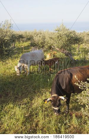 cows and calf between olive trees with blue sea in the background in Mani on greek peloponnese