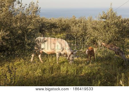 cow and calf between olive trees with blue sea in the background in Mani on greek peloponnese