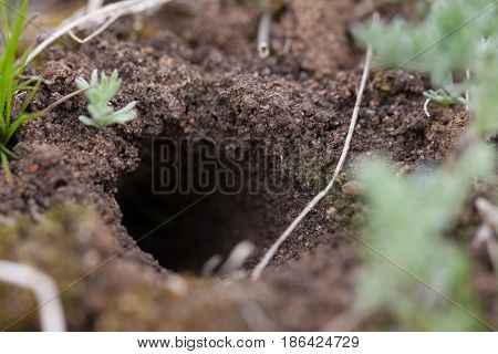animal burrow or home underground on a hillside.