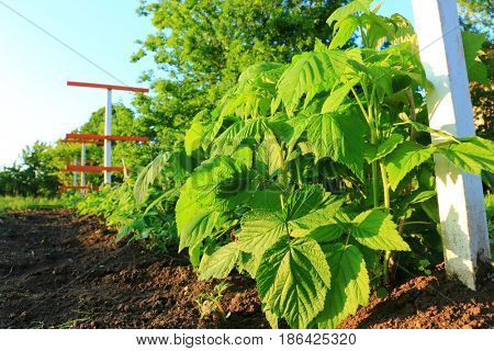 Branch with green leaves of raspberry and young colorful reddish leaves. Texture of raspberry leaves