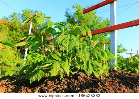 Branch with green leaves of raspberry and young colorful reddish leaves. Texture of raspberry leaves