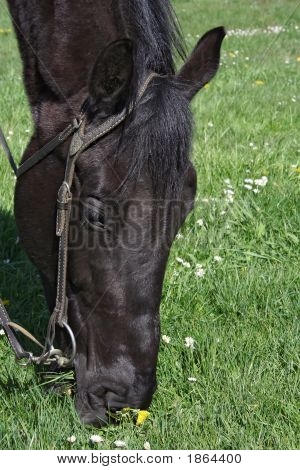 Hest