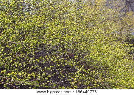 Branches With Young Leaves Background. Springtime.