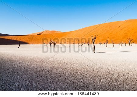 Dead camel thorn trees in Deadvlei dry pan with cracked soil in the middle of Namib Desert red dunes, near Sossusvlei, Namib-Naukluft National Park, Namibia, Africa.
